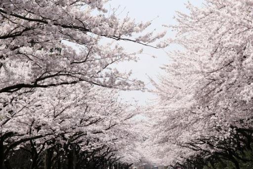 영덕 벚꽃 