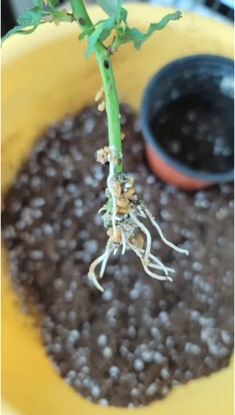 장미 삽목하는 방법 집에서 쉽게 번식하는 팁_22