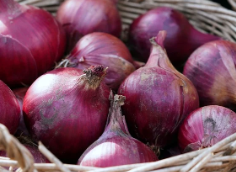 적양파 수확 후