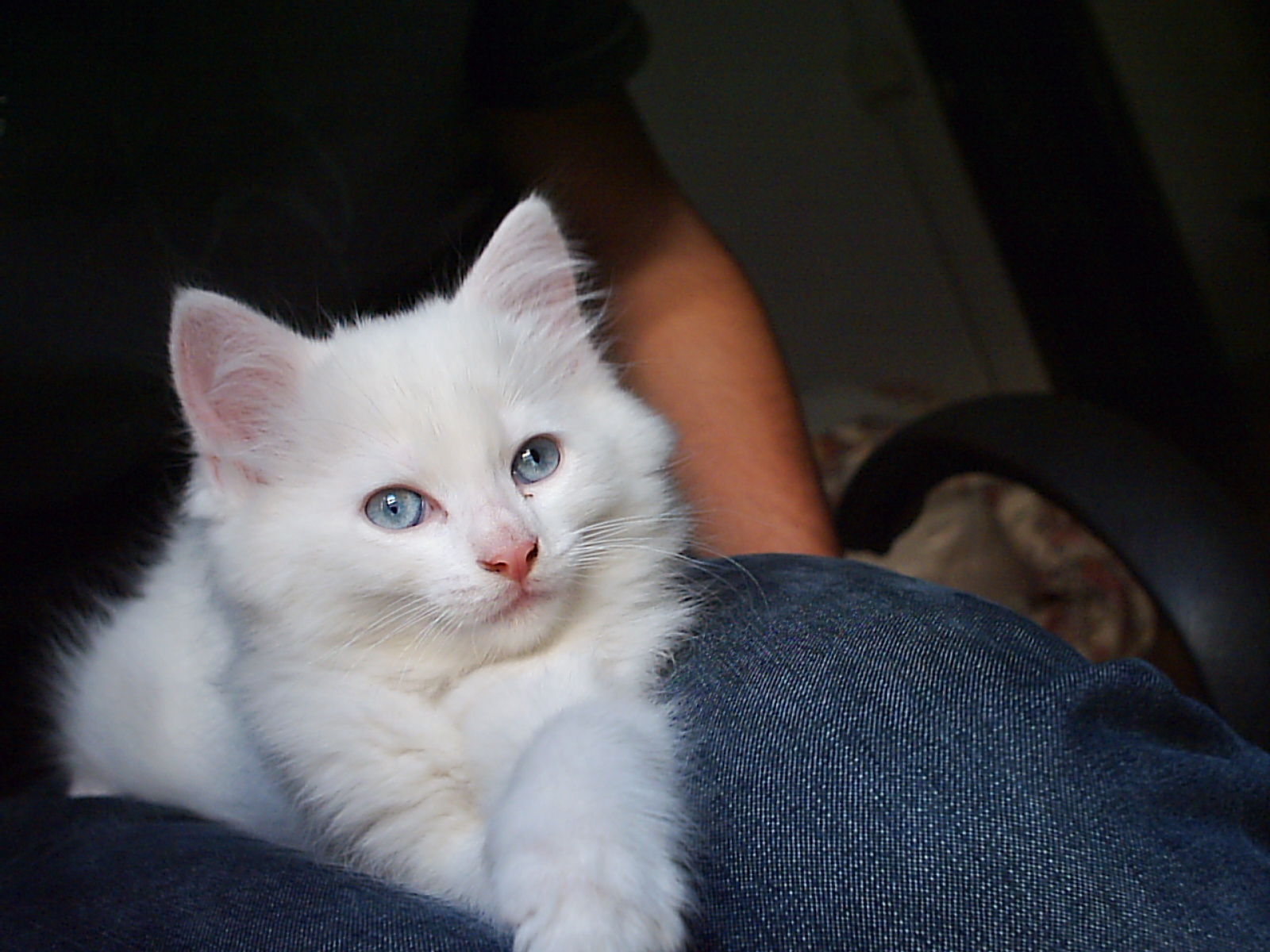 무릎 위에 올라와 있는 고양이 사진