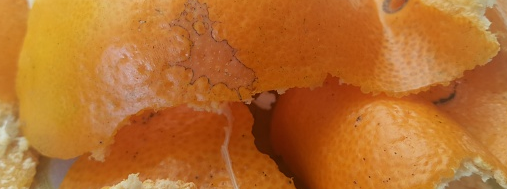 좀벌레 퇴치법1