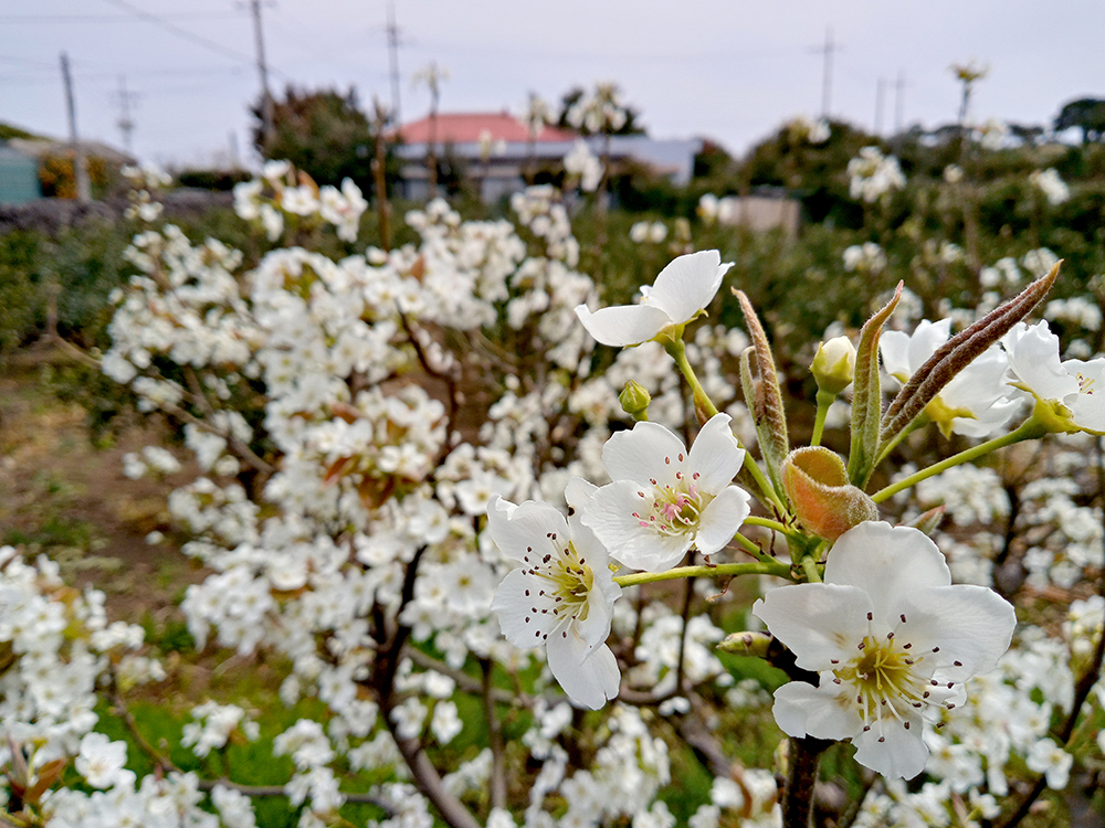 올레3A코스: 온평포구에서 표선올레까지