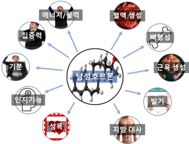 남성 호르몬 부족증상