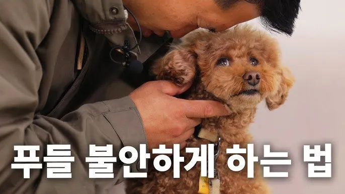 푸들 종류 토이푸들 실버투들 분양 가격 성격_3