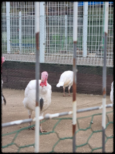 안성팜랜드 핑크뮬리&amp;#44;코스모스 가을 사진여행 추천합니다.
