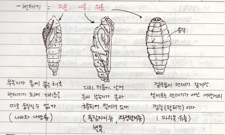 번데기 피용&#44; 나용&#44; 위용