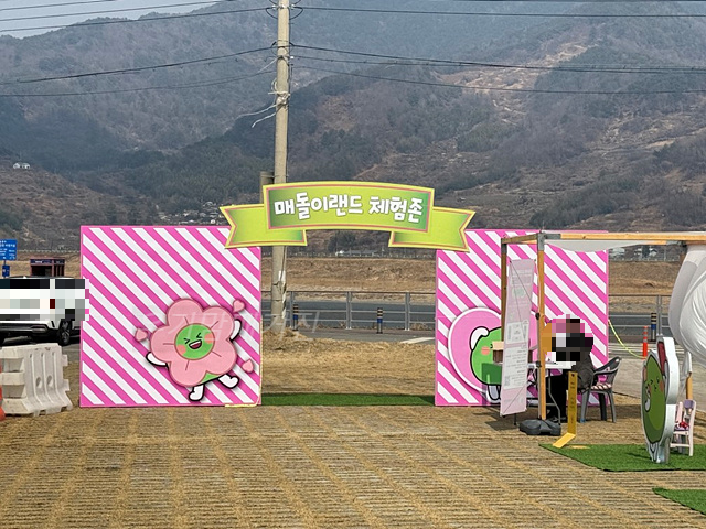 광양매화축제 기간 입장료 개화상황 프로그램 주차장 셔틀버스 25년3월8일실시간사진