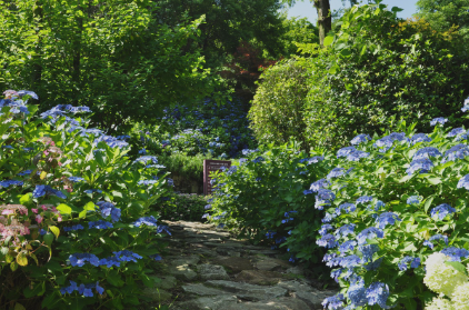 경상권 수국명소 추천 7곳, 여름의 정취를 만끽할 수 있는 곳
