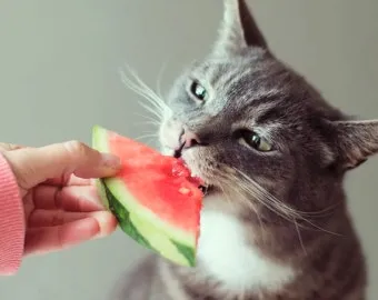 &amp;quot;고양이