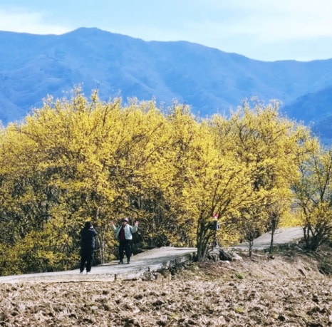 이천백사 산수유꽃축제