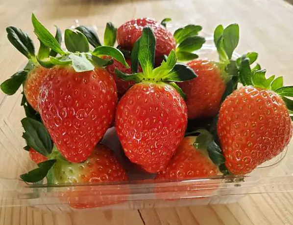 매지밀 딸기농장