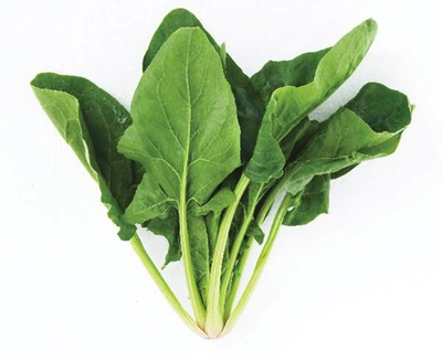 시금치 파종시기