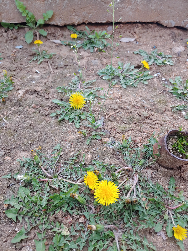 신천-도서관-앞-민들레