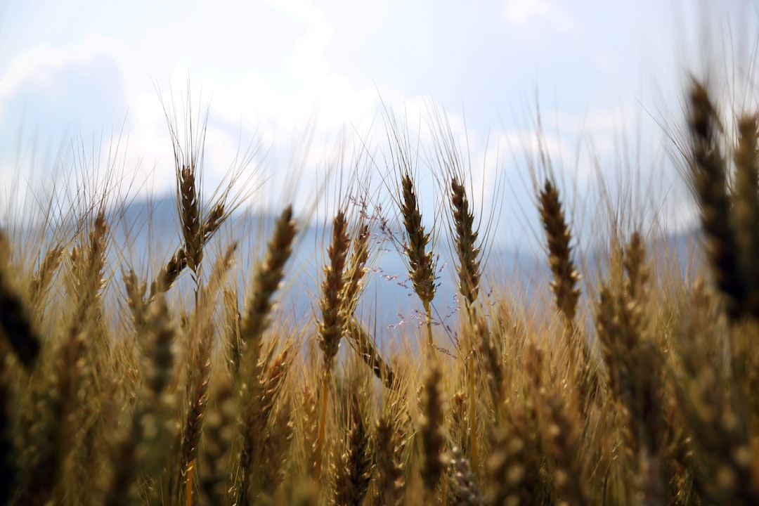 Grain