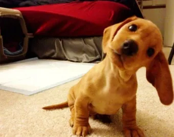 강아지 고개 갸우뚱 이유 의미 뜻_6