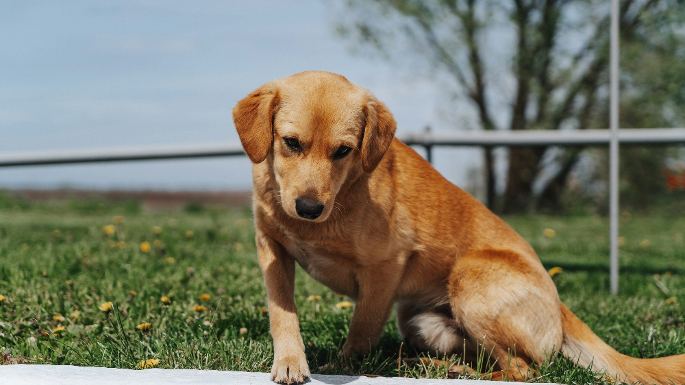 반려견 불안, 초조할 때 나타내는 피부 증상