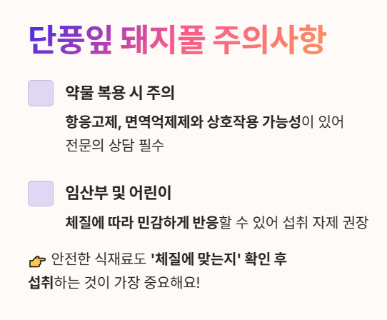 단풍잎 돼지풀 부작용 주의사항