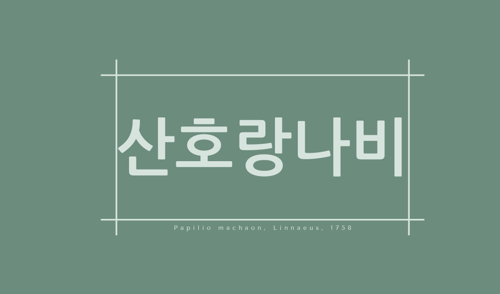 산호랑나비(Papilio machaon, Linnaeus, 1758)