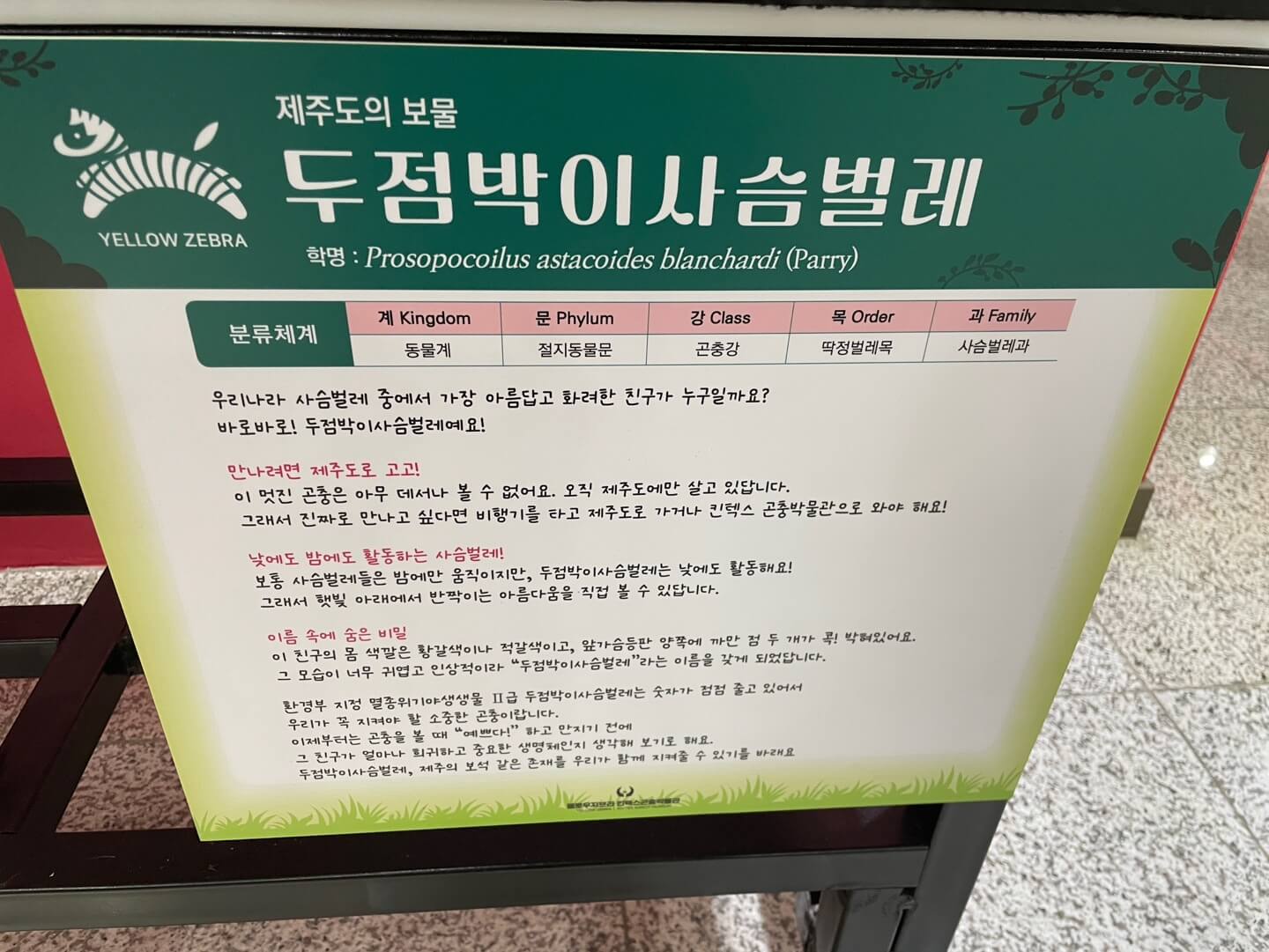 옐로우지브라 곤충박물관 두점박이 사슴벌레
