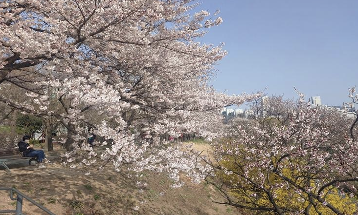 성내천 벚꽃길 &amp; 단풍길 이미지