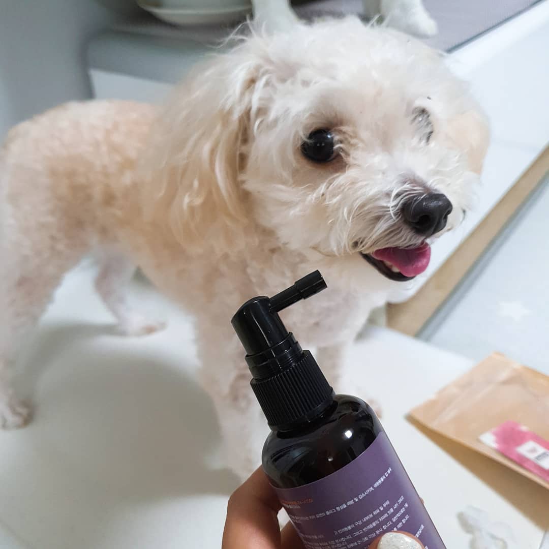 강아지 뿌리는 치약? 치석·입냄새 잡은 리얼 후기