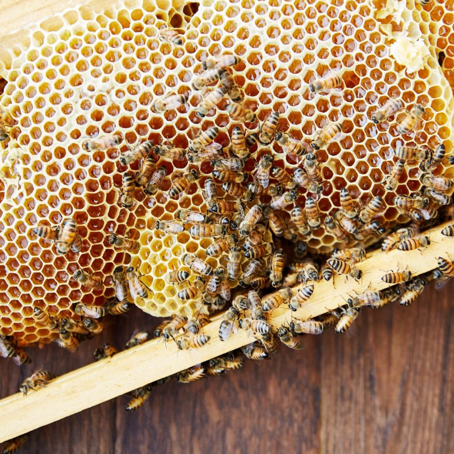 사양벌꿀 진짜벌꿀 차이