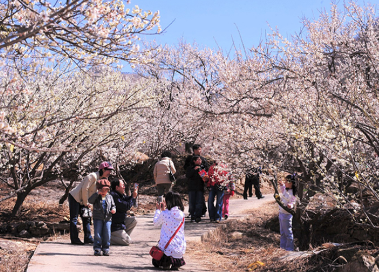 양산 원동 매화축제