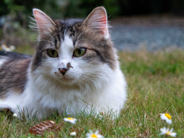 노르웨이숲 고양이 외모