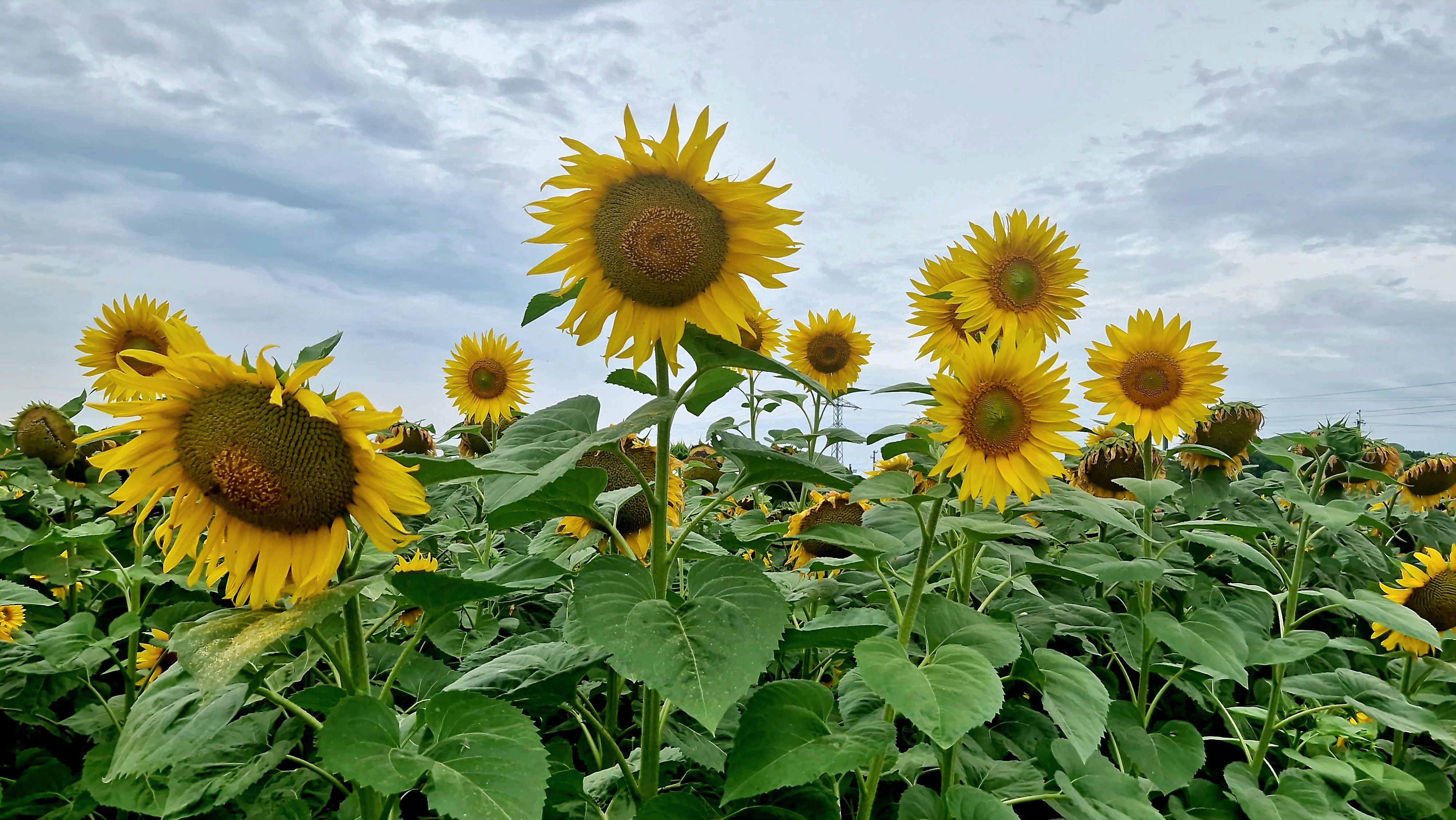 함안 강주 해바라기 축제