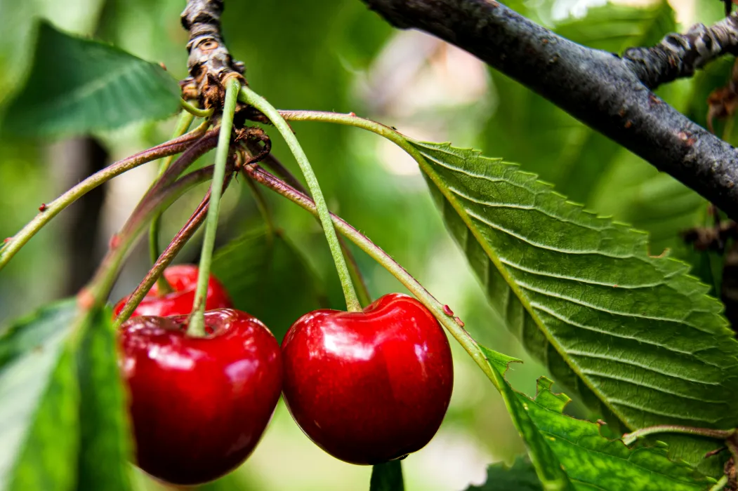 체리-효능-부작용-하루-섭취량-관련-사진
