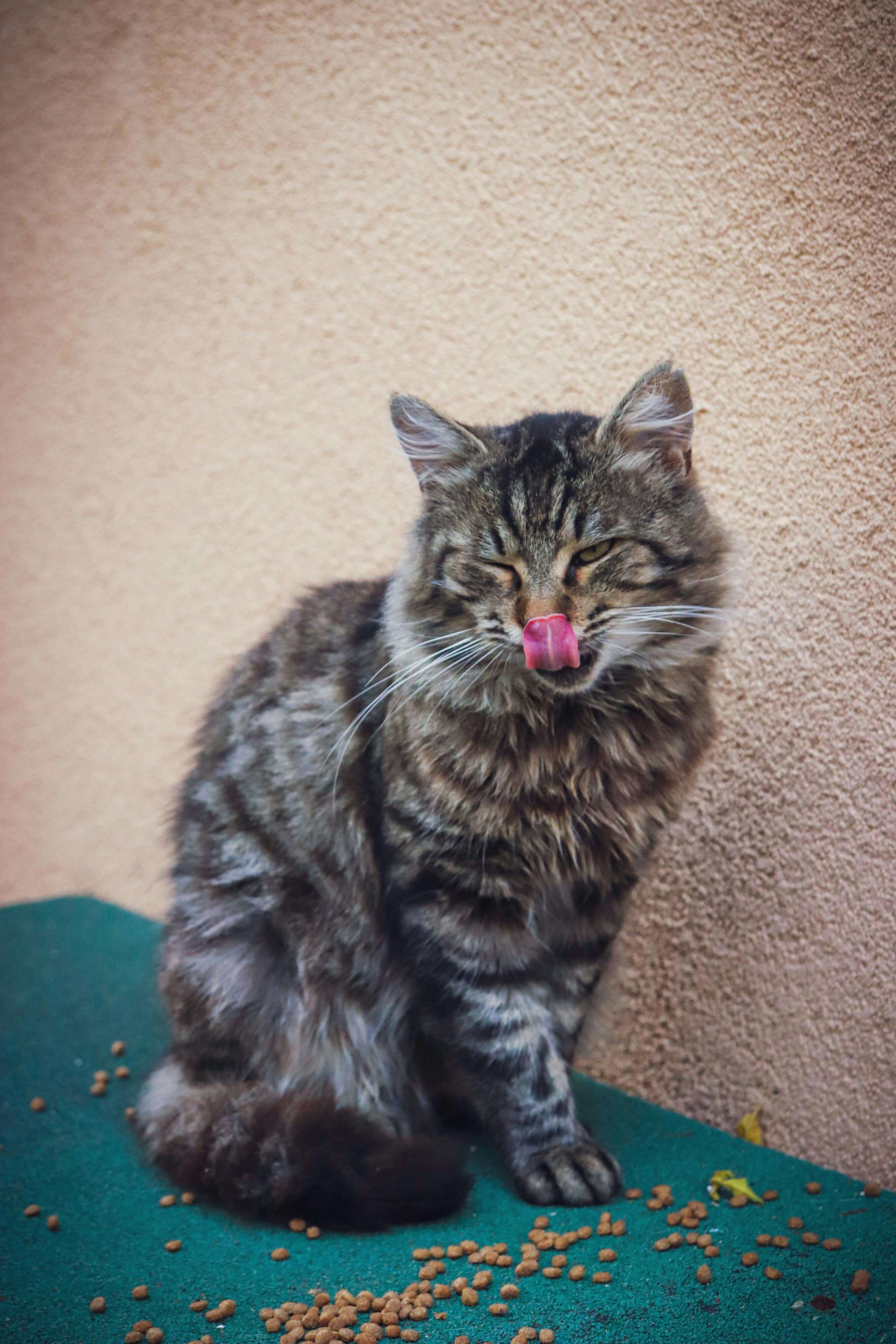 메리츠 vs DB vs 현대 펫보험 비교 (2025판) ┃ 보장&middot;보험료&middot;특약 한눈에 정리