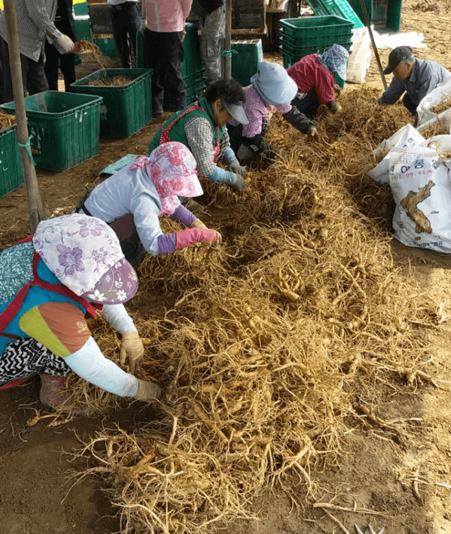 연천고려인삼축제