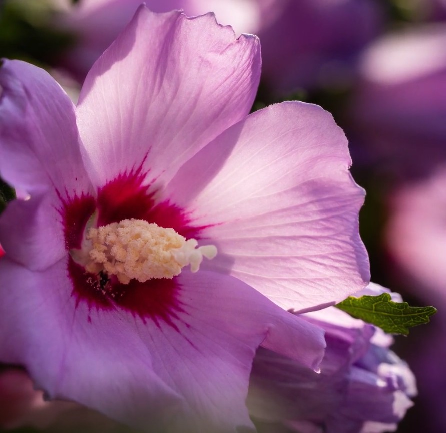 [식물키우기] 무궁화 키우기 관리법 - 물주기, 햇빛, 온도, 습도, 흙(토양), 비료