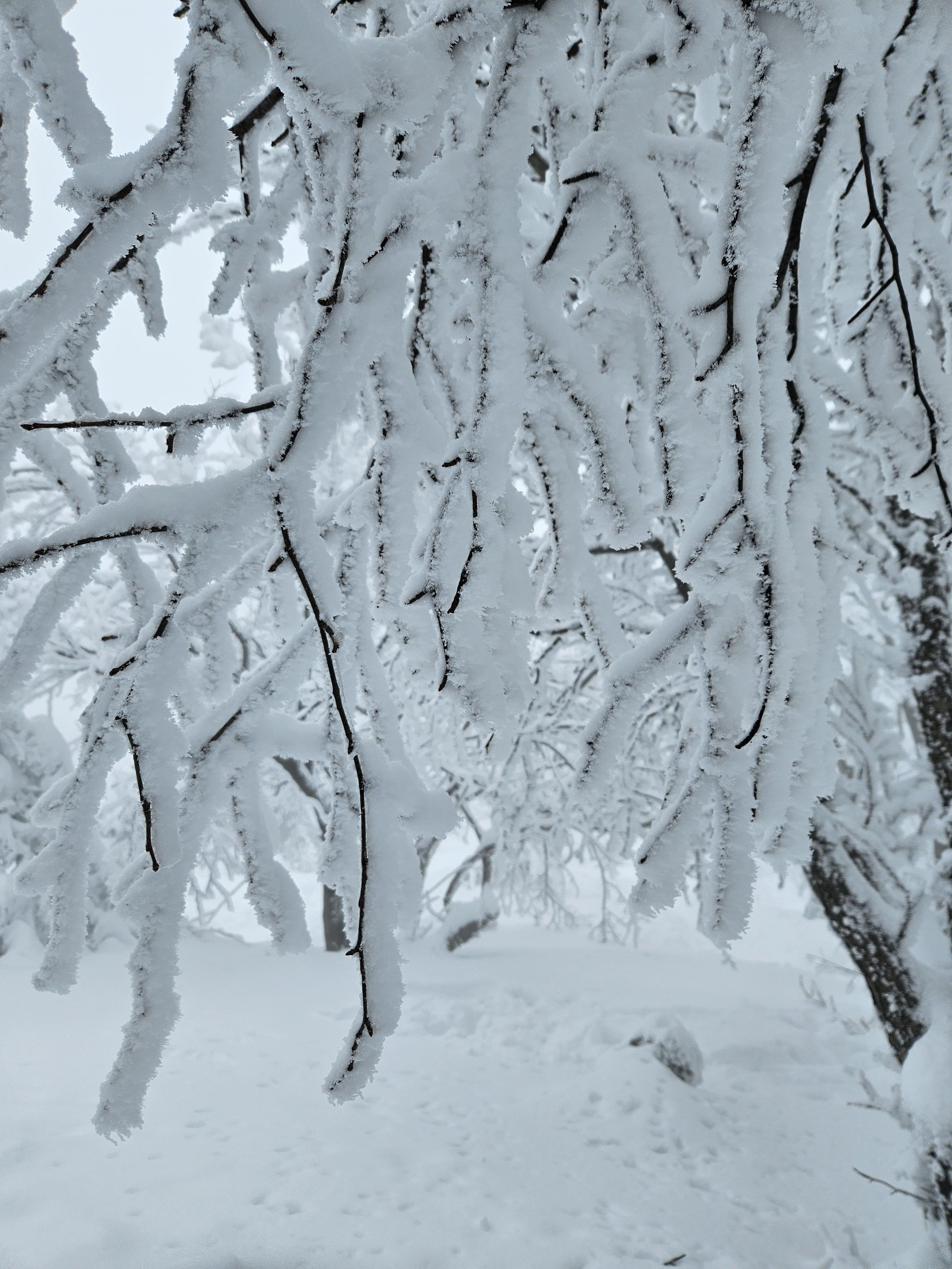 주렁주렁 상고대