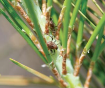 소나무왕진딧물