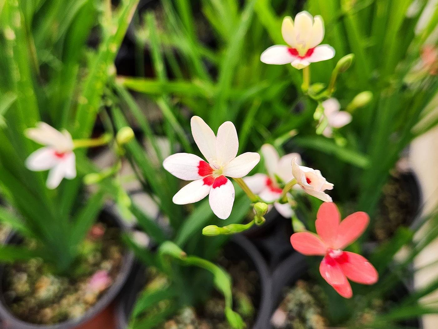 프리지어 락사 Freesia laxa