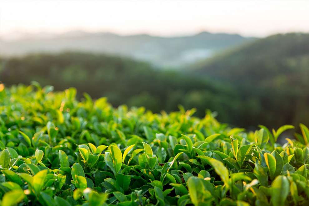 보성다향대축제