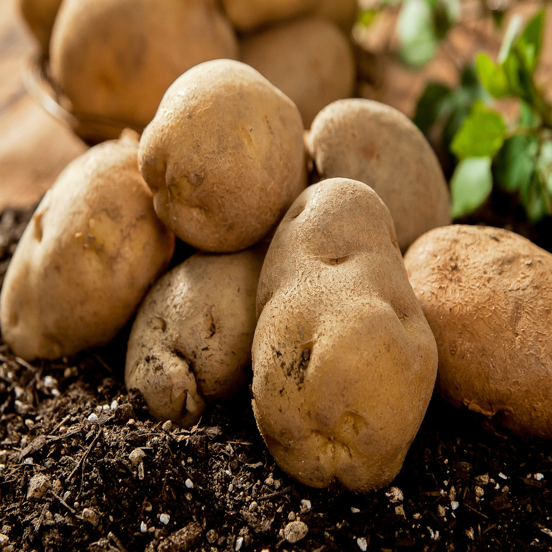 50대 당뇨 환자 위한 감자 정보 (혈당, 조리법, 섭취량)