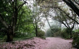 목원 목련축제(2025) 예약 및 여행코스 관련 사진