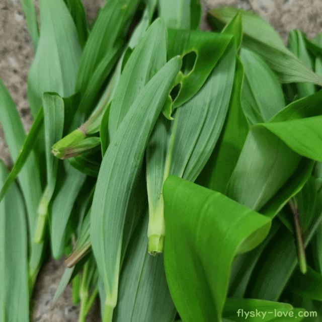 제철나물 둥글레잎