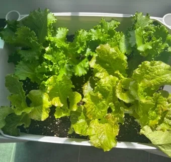 텃밭 상추 키우는 법 파종 간격 수확 연속수확 요령_9