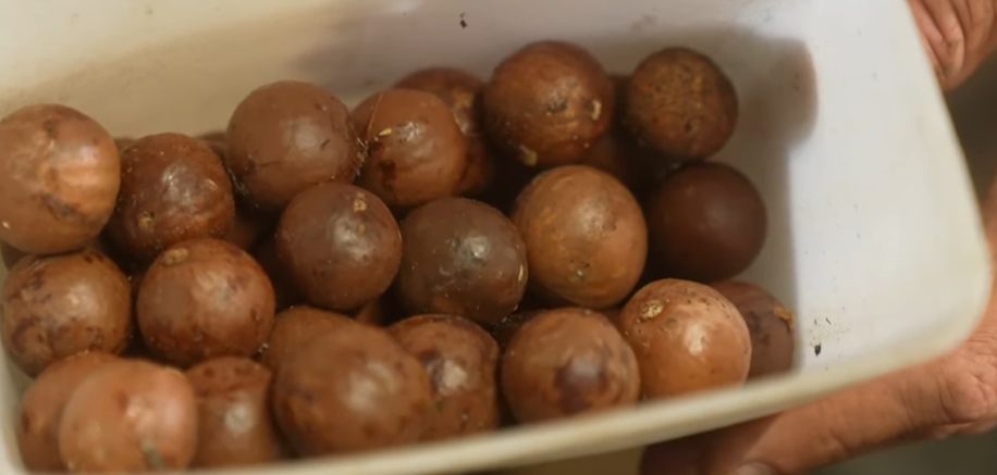 마카다미아의 효능