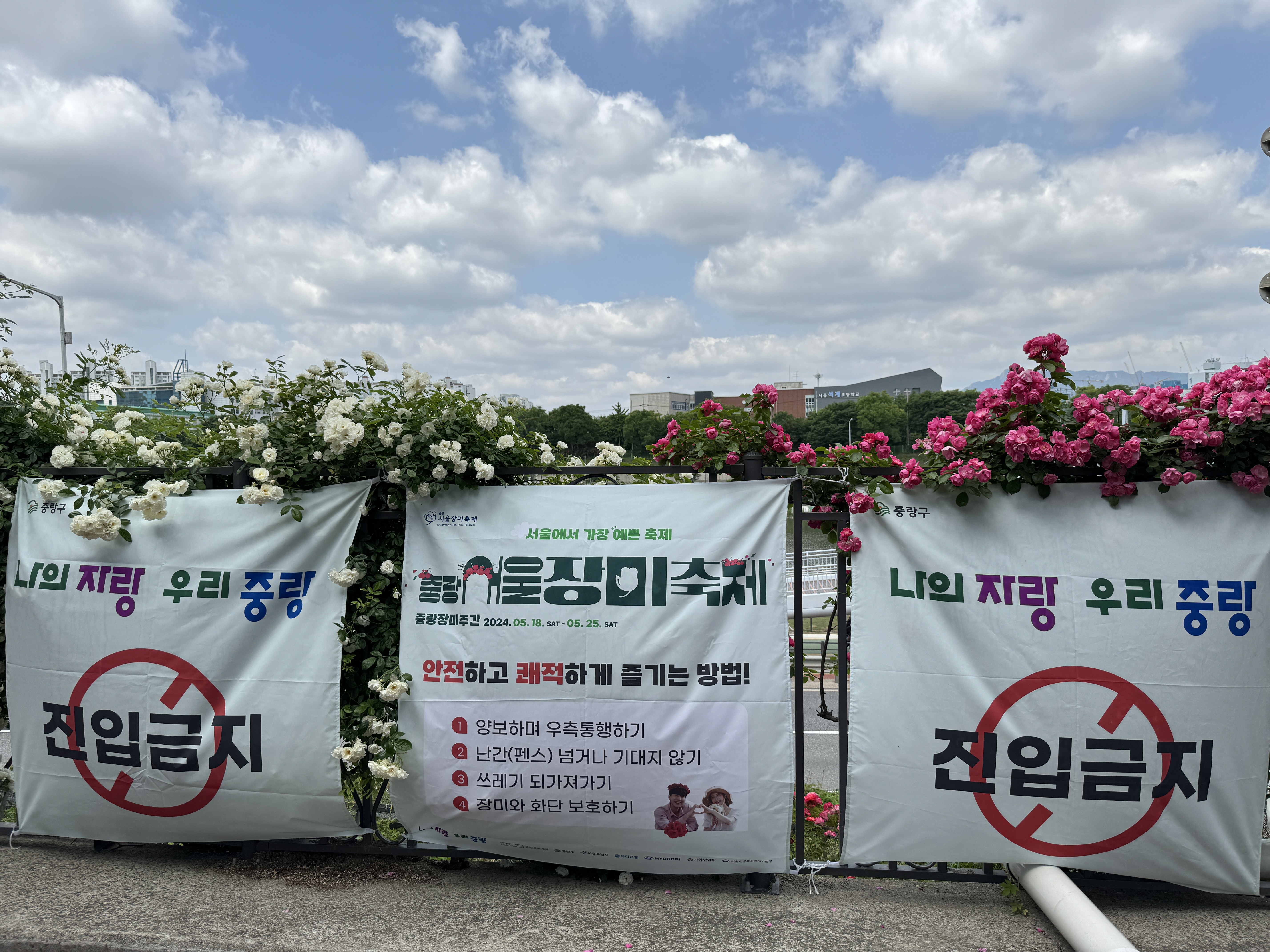 장미축제