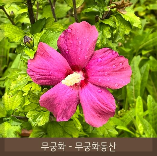 비 오는 날에도 매력적인 화담숲: 촬영 명소와 산책로 추천