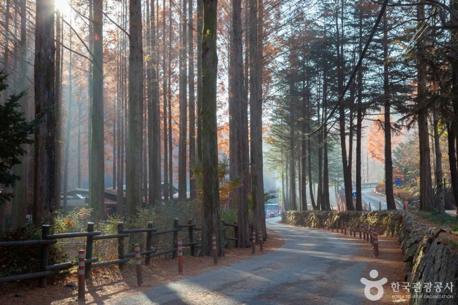 장태산 자연휴양림 단풍축제 단풍여행