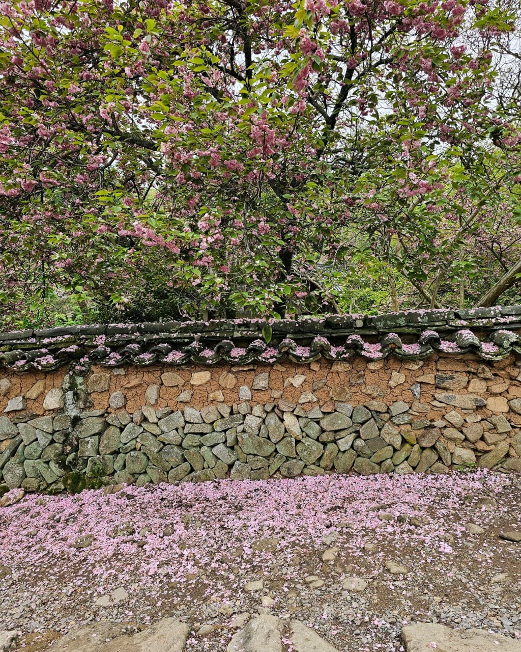 [4월 봄꽃 여행]순천 선암사❘진달래, 겹벚꽃, 홍매화, 개화시기