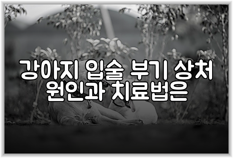 강아지 입술 부기 상처 원인과 치료법은