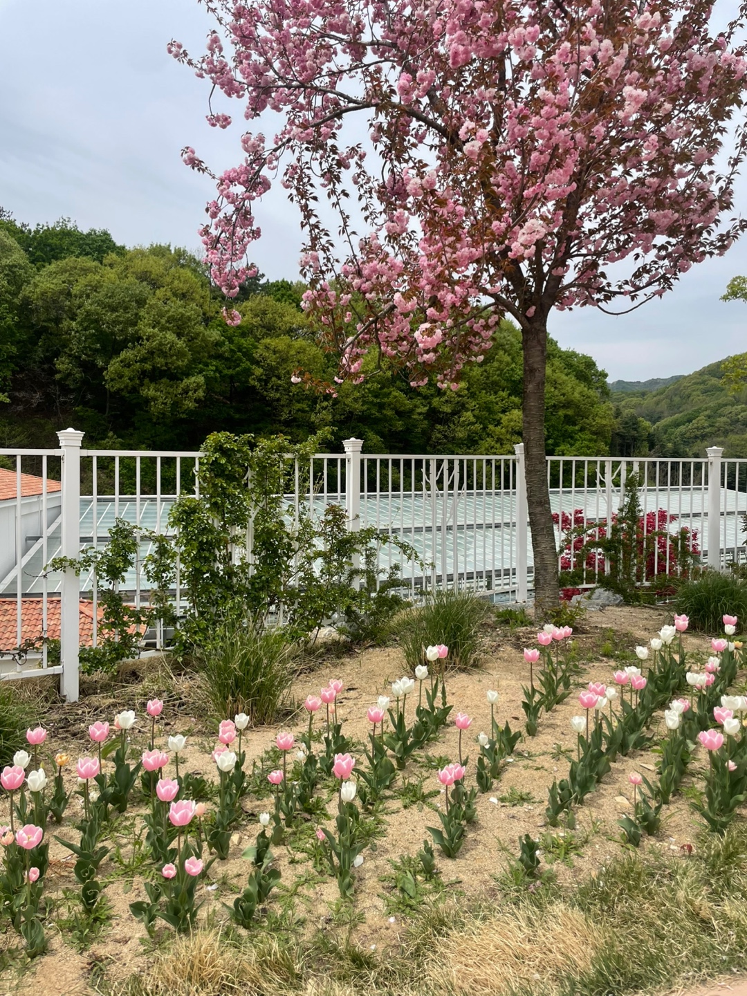 용인 자작나무숲 베툴라 대형 베이커피 카페