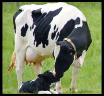 셀트리온 초유 단백질