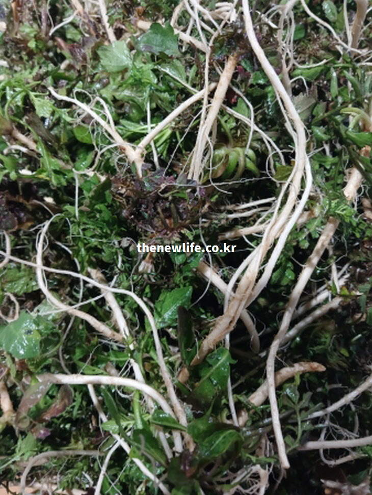 냉이 효능의 핵심인 영양 성분이 잎보다 더 많이 집중되어 있는 튼실한 냉이 뿌리 근접 실물 사진